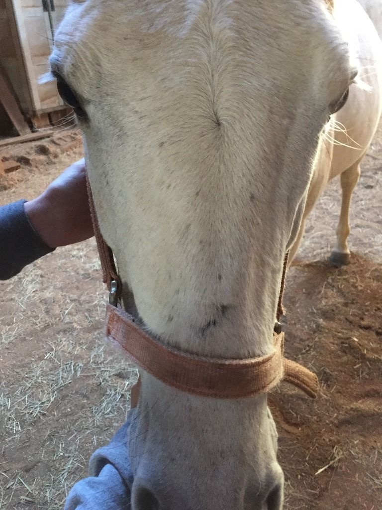 Horse lip tattoo The Horse Forum